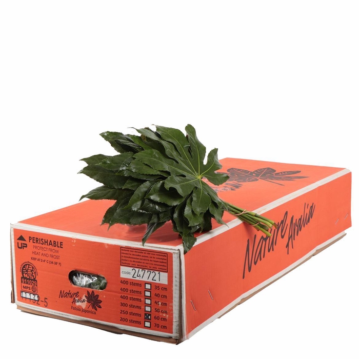 <h4>Aralia</h4>