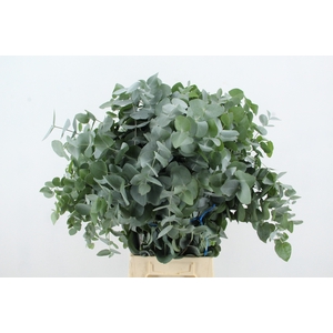 EUC CINEREA 200GR