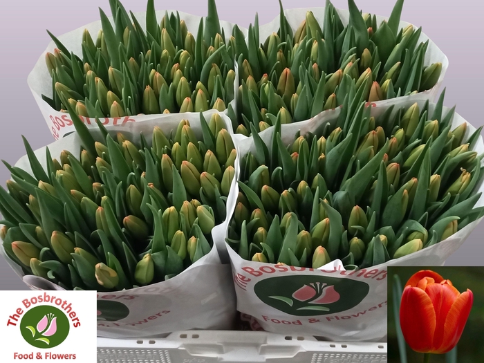 <h4>TU EN ORANGE JUICE</h4>