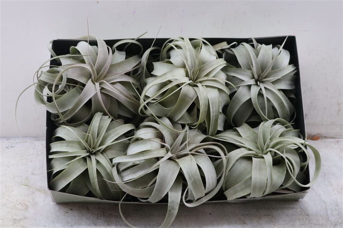 <h4>Tillandsia Xerographica X6</h4>