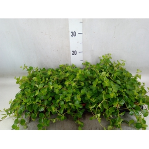 Peperomia rotundifolia