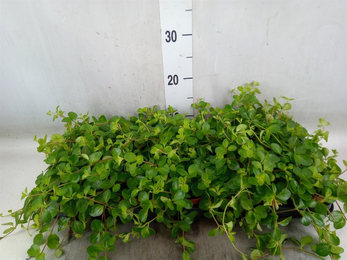 <h4>Peperomia rotundifolia</h4>