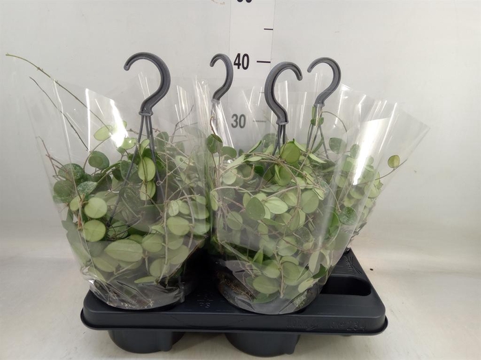 <h4>Hoya  'Mathilde'</h4>