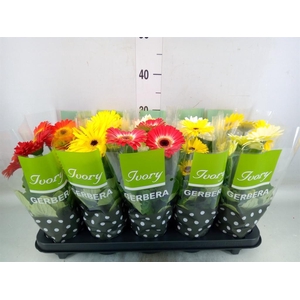 Gerbera  'Ivory'   ...mix
