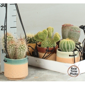 CACTUS OV