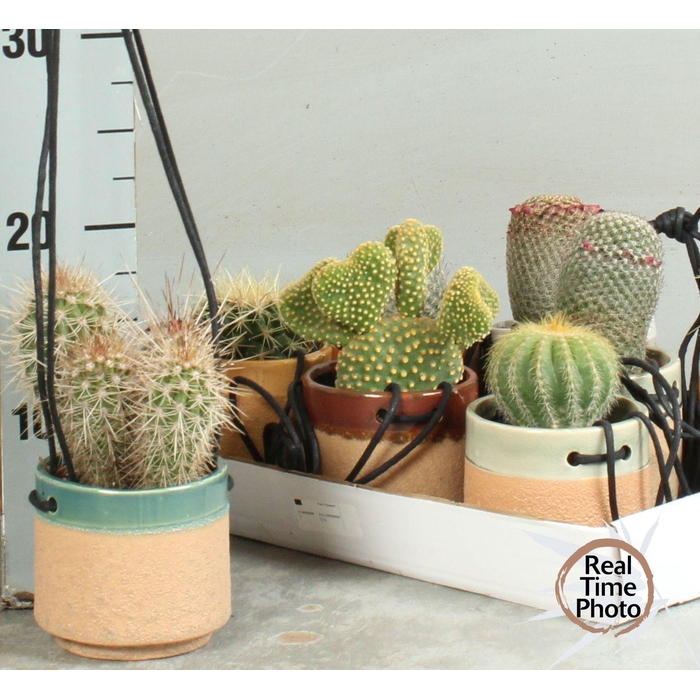 <h4>CACTUS OV</h4>