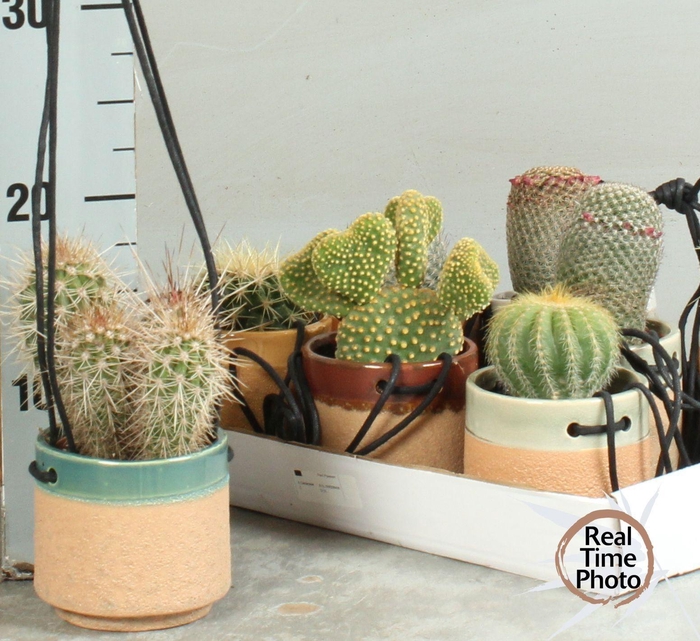 CACTUS OV