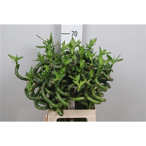 Drac Lucky Bamboo 60cm