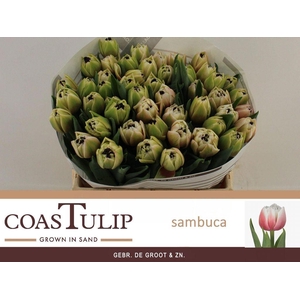 Tulipa do sambuca