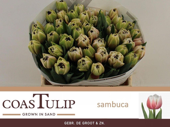 <h4>Tulipa do sambuca</h4>