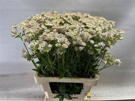 <h4>Astrantia Billion Stars</h4>