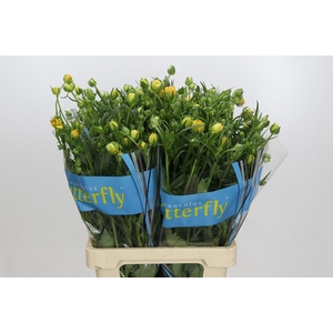 Ranunculus Butterfly Minerva