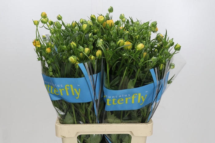<h4>Ranunculus Butterfly Minerva</h4>