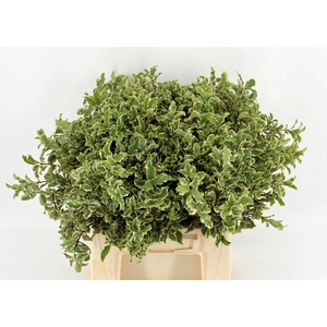 PITTOSP SILVER QU BS