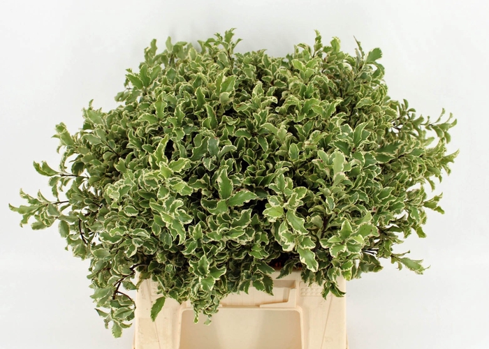 <h4>PITTOSP SILVER QU BS</h4>