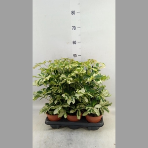 Schefflera arbor. 'Charlotte'