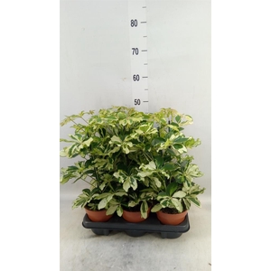 Schefflera arbor. 'Charlotte'