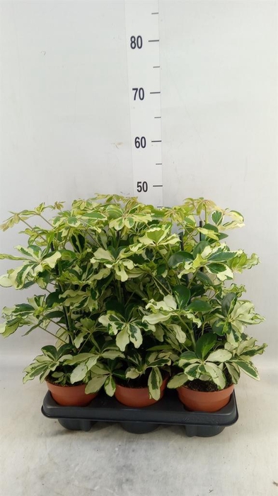 <h4>Schefflera arbor. 'Charlotte'</h4>