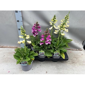 DIGI PURPUREA