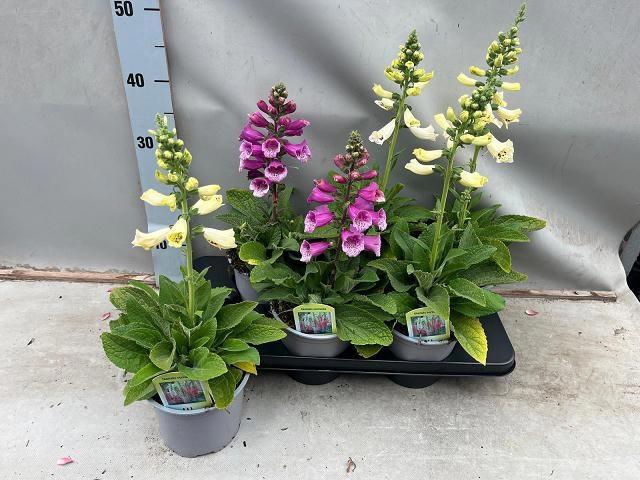 <h4>DIGI PURPUREA</h4>