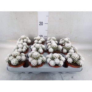 Mammillaria gracilis