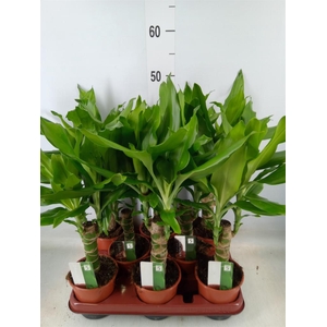 Dracaena frag. 'Steudneri'