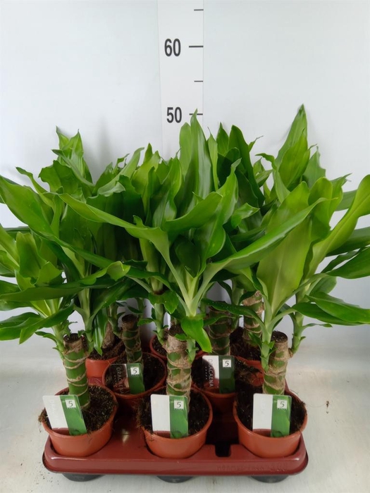 <h4>Dracaena frag. 'Steudneri'</h4>