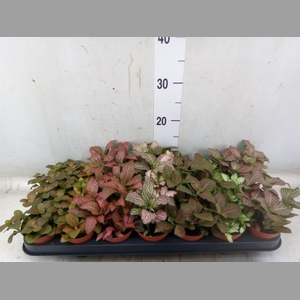 Fittonia   ...mix 7