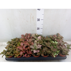 Fittonia   ...mix 7