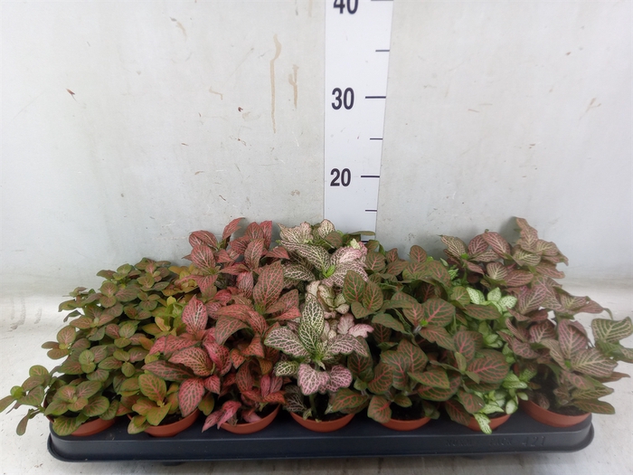 <h4>Fittonia   ...mix 7</h4>
