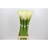 Zantedeschia Eydolls White