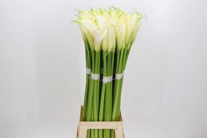 Zantedeschia Eydolls White