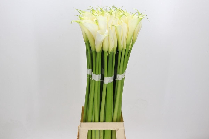 Zantedeschia Eydolls White