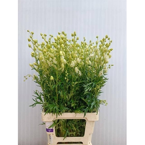 Aconitum white