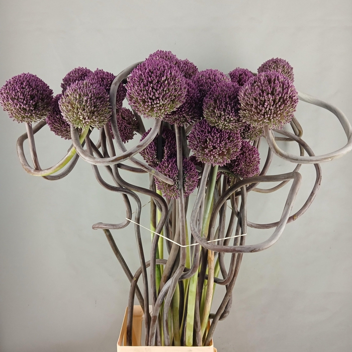 ALLIUM SPAGHETTI CURLY