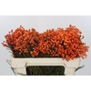 Kaaps Groen Lanug. Orange