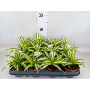 Chlorophytum com. 'Variegatum'
