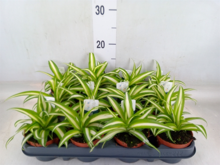 <h4>Chlorophytum com. 'Variegatum'</h4>