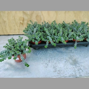 CRASSULA MARNIERIANA