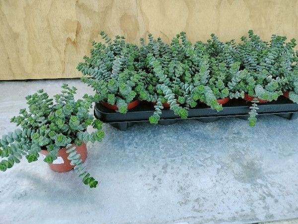 <h4>CRASSULA MARNIERIANA</h4>