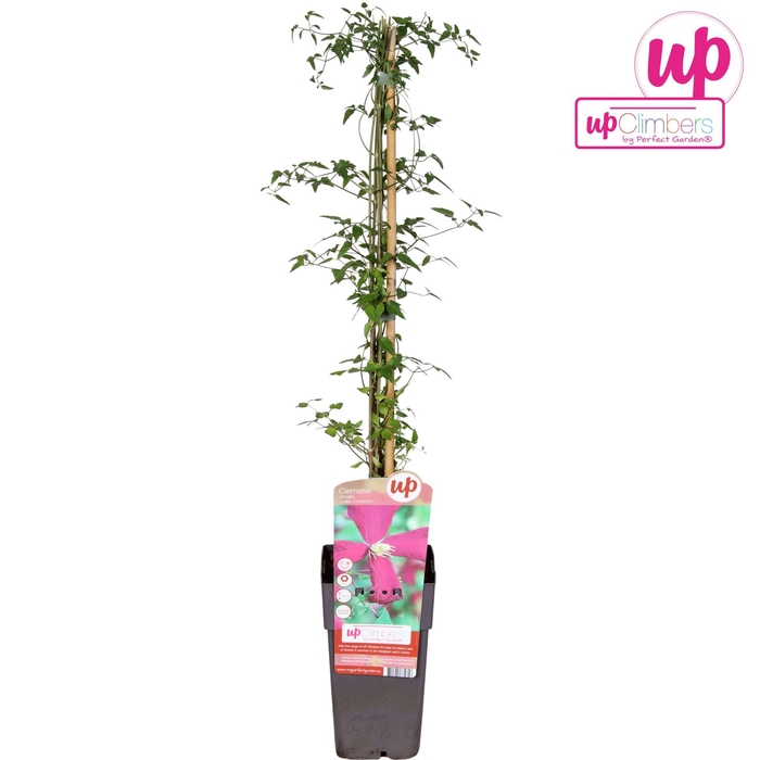 Clematis Madame Julie