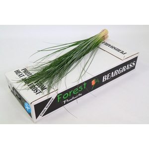 Beargrass x40 (5 Bunch Bundle)