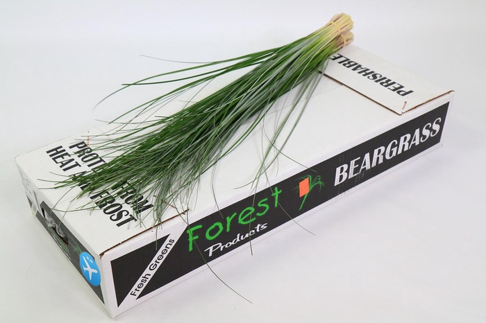 <h4>Beargrass x40 (5 Bunch Bundle)</h4>