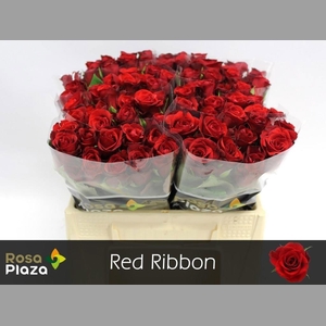 R GR RED RIBBON