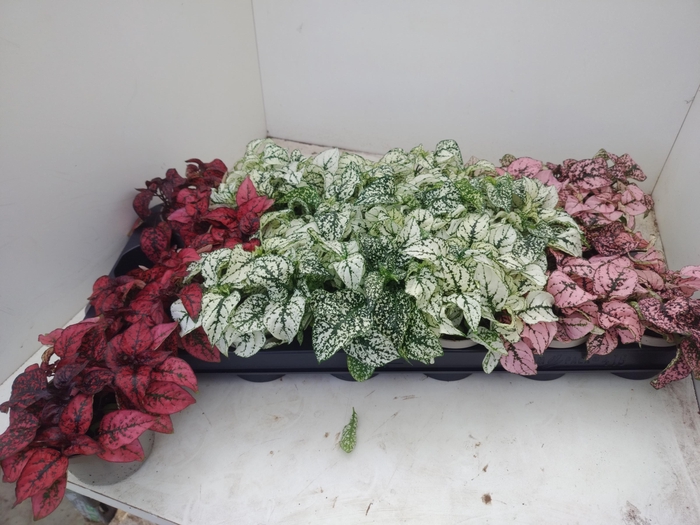 <h4>HYPOEST GEM</h4>