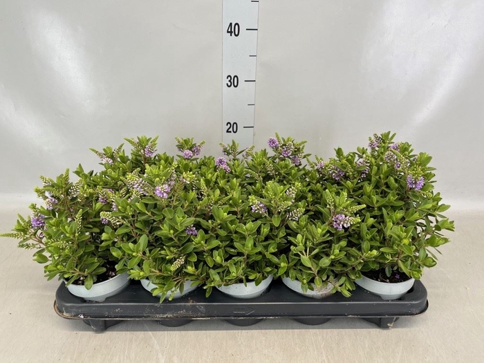 <h4>Hebe  'All Blooms Siara'</h4>