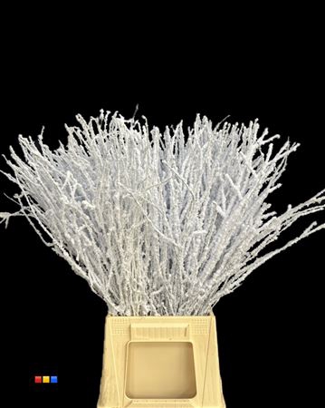 Betula / Berkentak Snowed