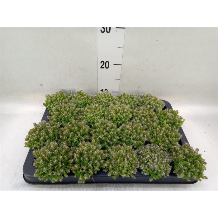 <h4>Hylocereus undatus</h4>