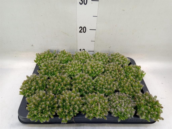 <h4>Hylocereus undatus</h4>