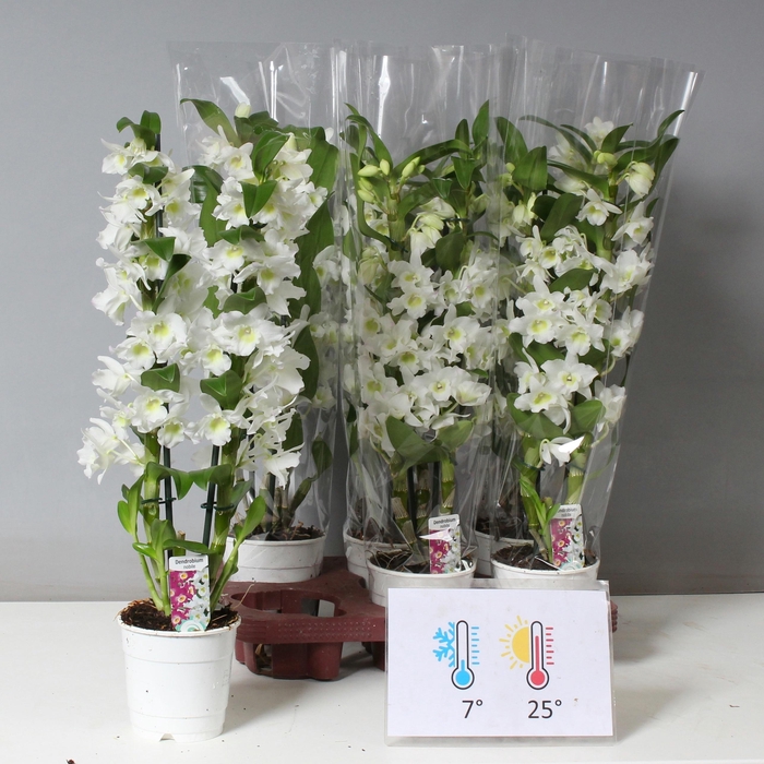 <h4>DENDR N SC APOLLON</h4>